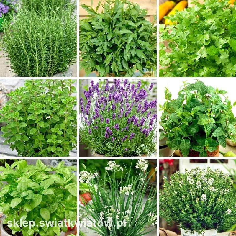 Alternatywy dla kuminu: czym zastąpić kmin rzymski w kuchni?