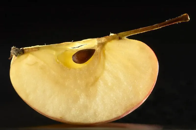 Alternatywy dla żelatyny w serniku – co wybrać, aby zachować doskonałą konsystencję?