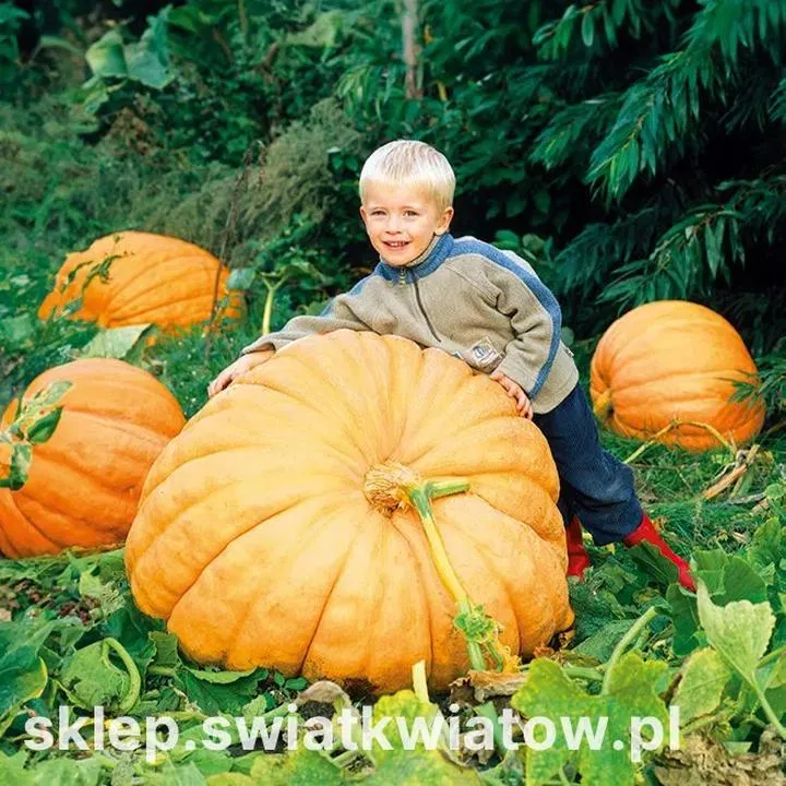 Jaką dynię wybrać do pyszej zupy dyniowej?