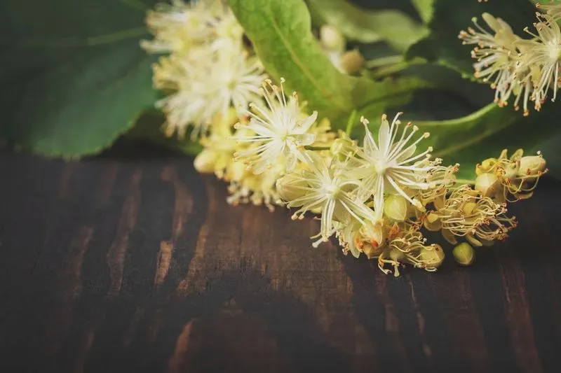 Lipa – na co pomaga herbata i kiedy warto ją pić?