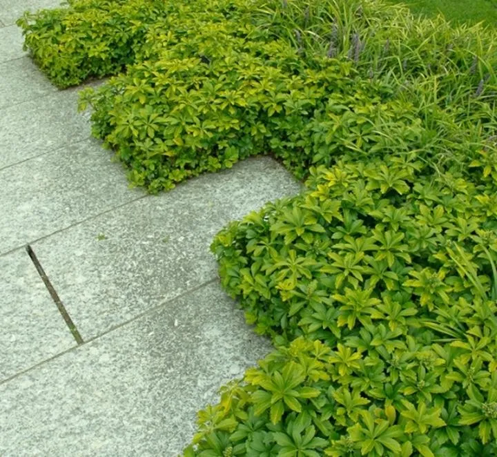 Alternatywy dla trawy