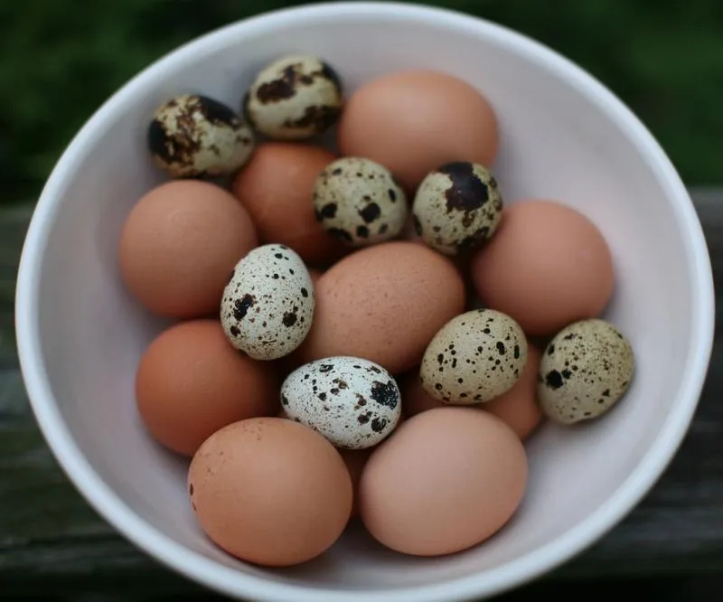 Korzyści zdrowotne jajek przepiórczych